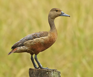 Анхир (Модны анхир)